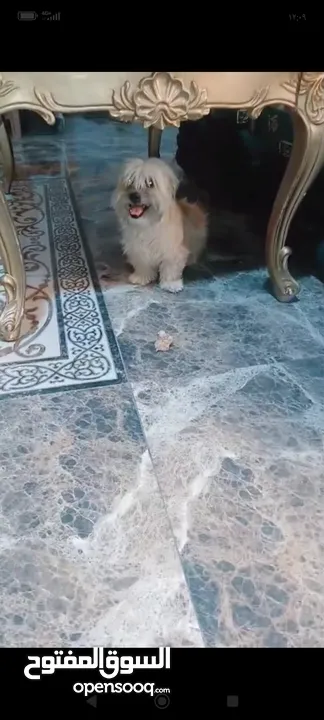 انثى فرنسيه معشره وصحتها ممتازه مطعمه مطعومين معها لتر بوكس واغراضها للتواصل