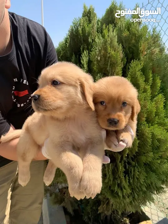 Golden retriever puppies male and female