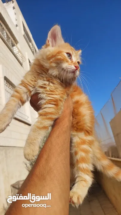 تبني قطشيىازي
