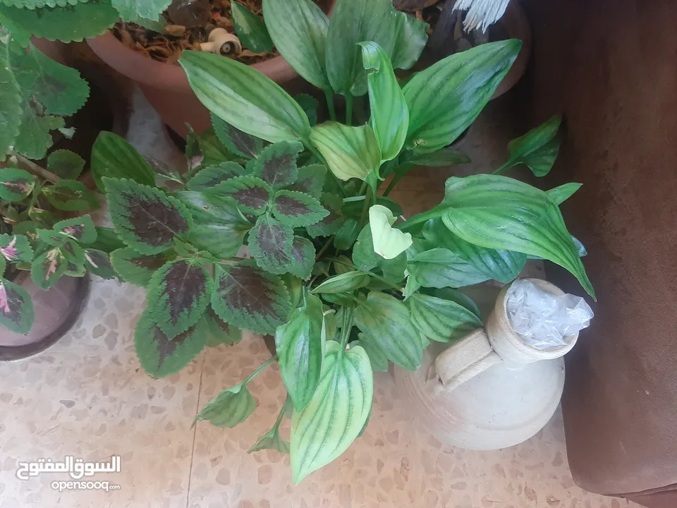 زريعه زينه للبيع