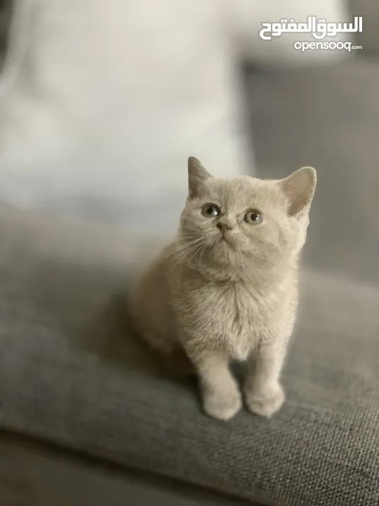 SCOTTISH FOLD AND BRITISH SHORT HAIR