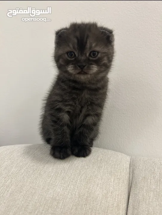 Scottish fold cat for sale