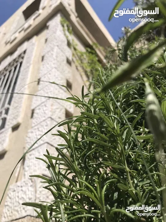 منزل مستقل للبيع في شارع الوينك مكون من اربع شقق بسعر مغري جدااا