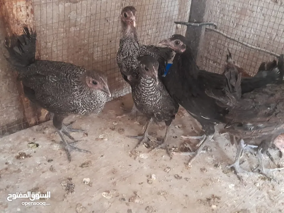 موجود تسع فرخات بلديات صحه ونظافه   والشر ما بقصر معاه
