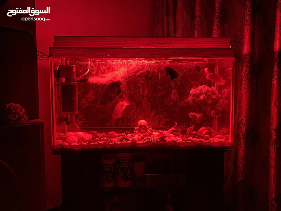 حوض سمك اوسكر كامل اغراضو للبيع
