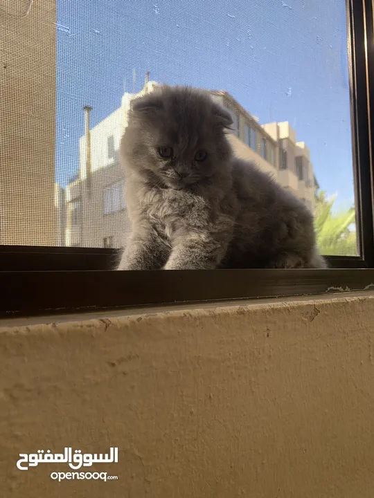 سكوتش فولد للبيع العمر 60 يوم
