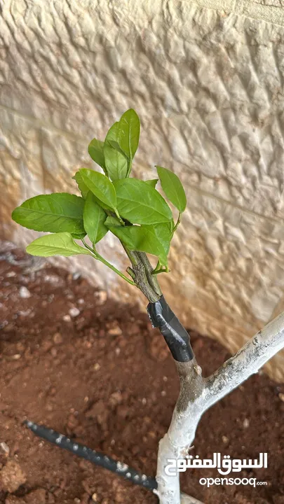 كافة الخدمات والأعمال الزراعية بأحدث الطرق العلمية
