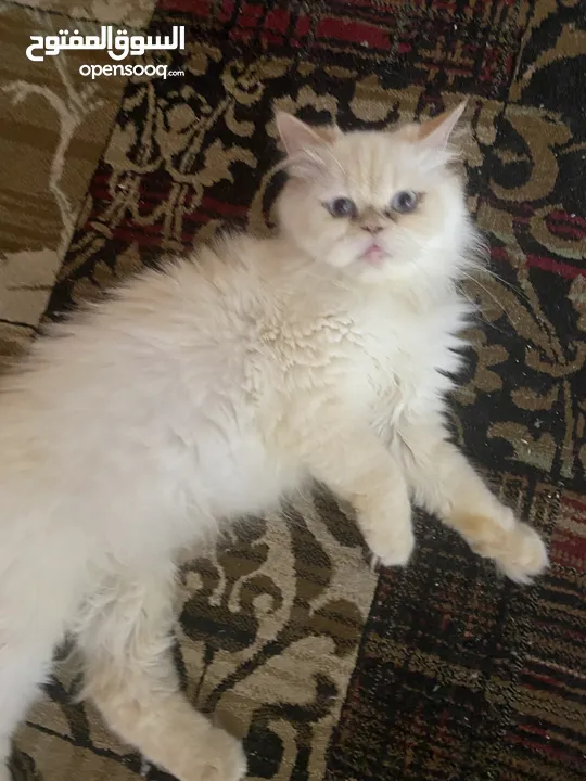 Cat 2 years old British and Persian moon face