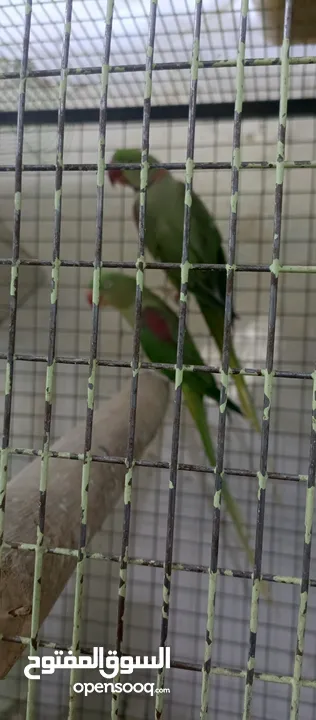 ببغاء كساندرا و دوره