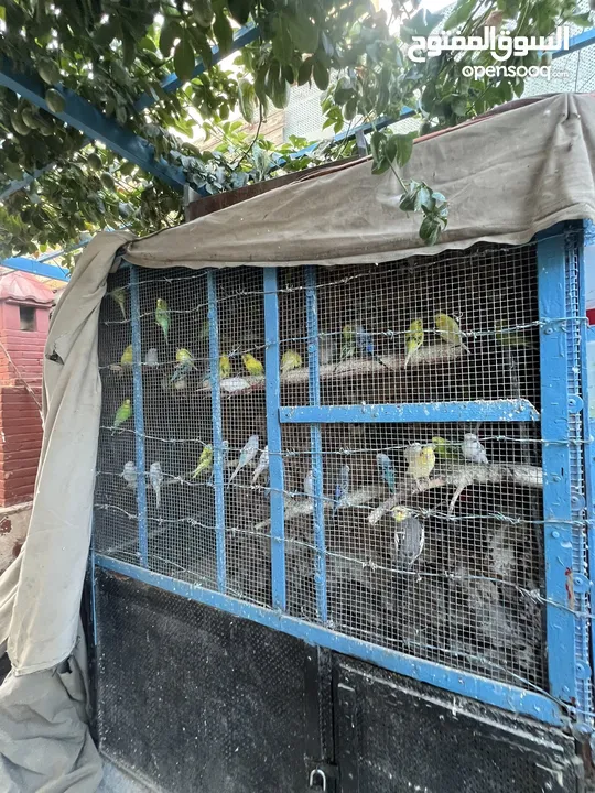 عرض خاص طيور حب جواز كلها شغالة اهالي فراخ ومكفولة شهر كامل باذن الله ، نقي اي جوز واي لون بعجبك