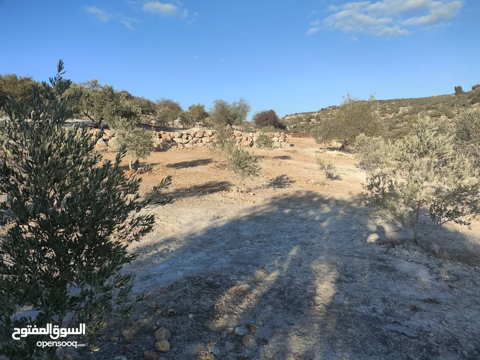 اربع دونمات منطقة أ يصلها كافة الخدمات للبيع بسعر مغري بالقرب من المنتزه والمدرسة وشارع علار الرئيسي