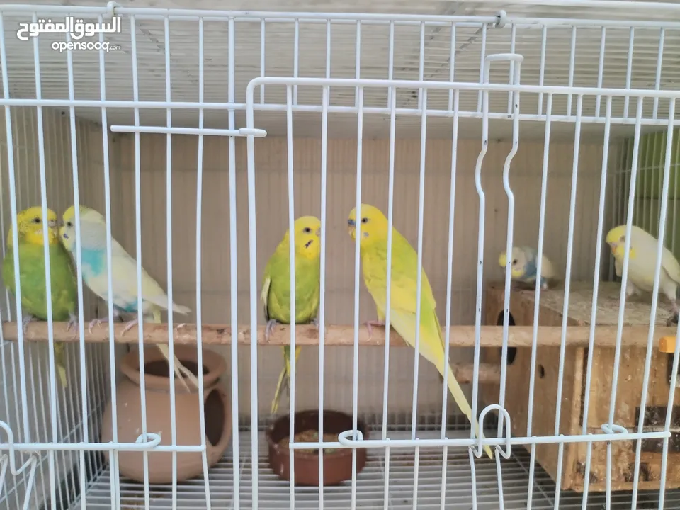 Budgie pairs بادجي عمر سنه