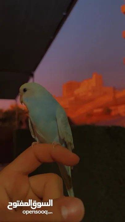 طير حب أليف مناسب للأطفال