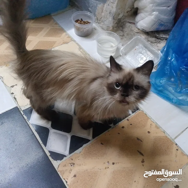 قطه هملايا لعوبه جدا ولطيفه جدا وهداء جدا جدا  الله يبارك ل صاحب النصيب القطه انثى من نوع هملايا