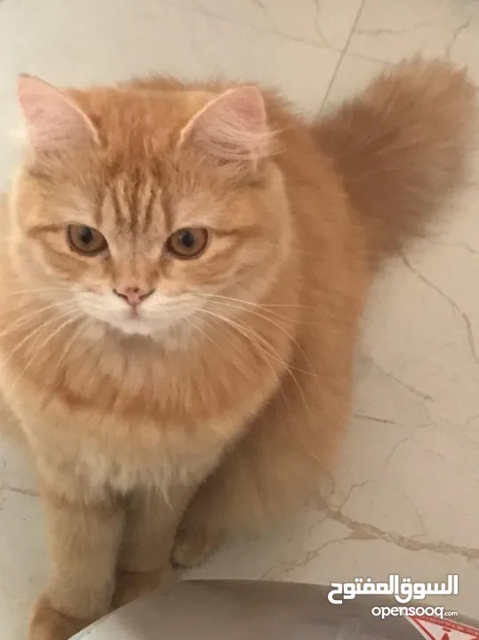 قطة شيرازي 7 شهور للتبني برسوم رمزية
