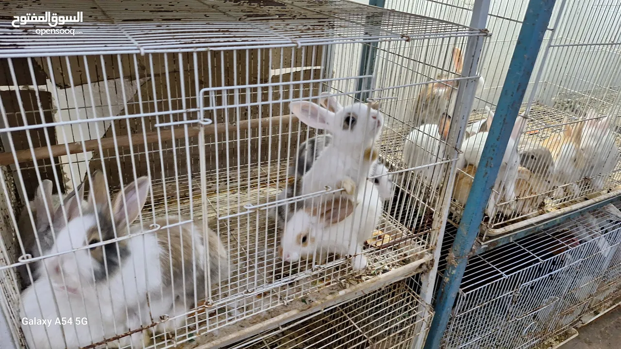 RABBITS FOR SALE