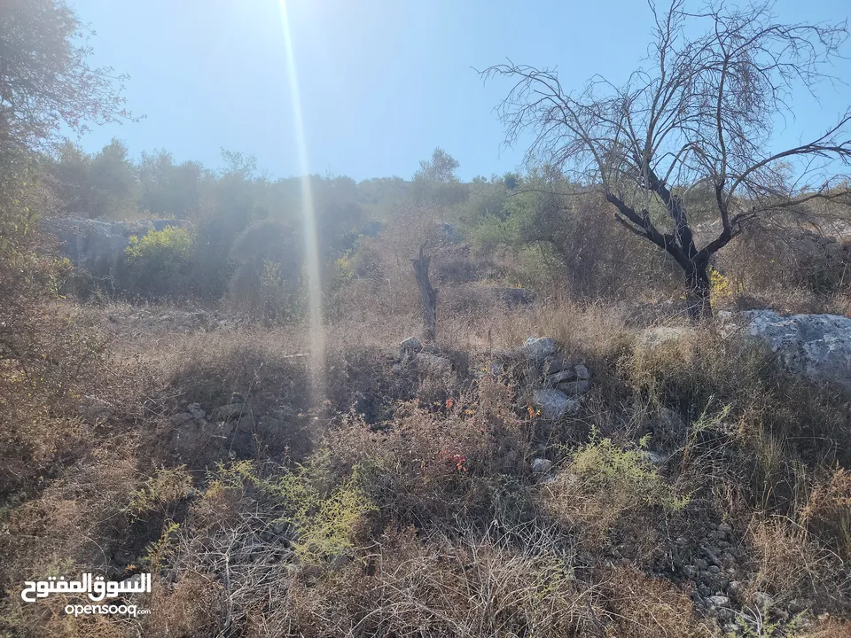 حصة في منطقة المشتل