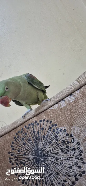 متوة نثية نيبالية أليفة ومتكلمة