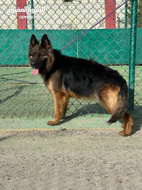 German shepherd