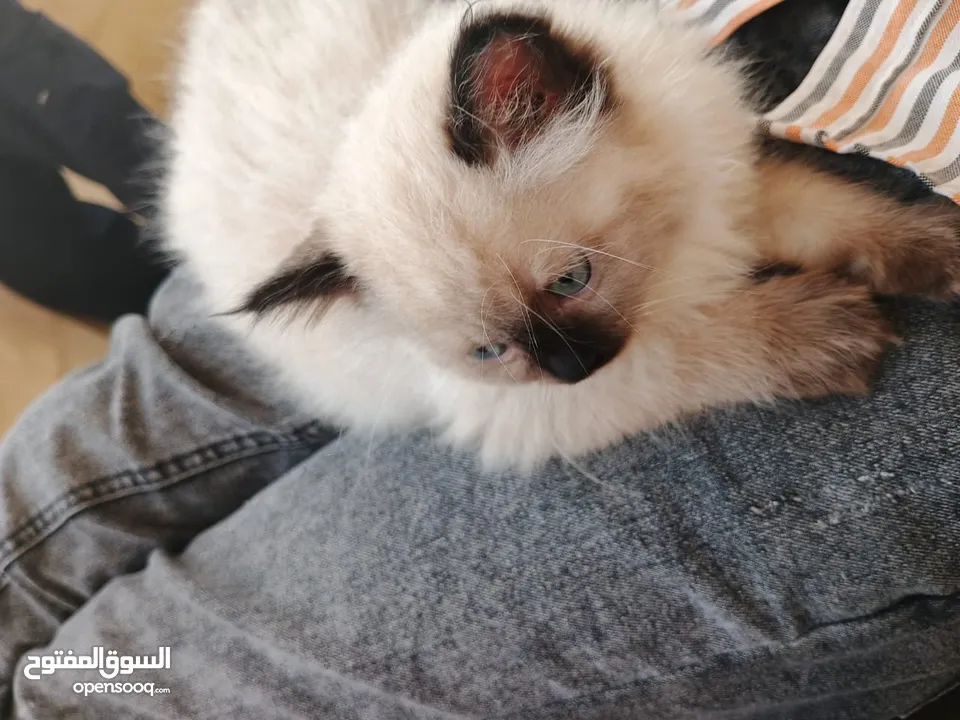 قط همالاي  للبيع مع اغراضو
