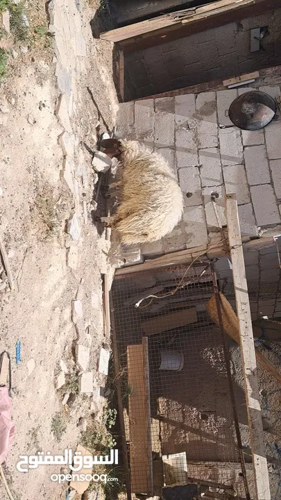 عبور بلدي اسنان اللبن عمرها 8اشهر وشوي الوزن قائم تقريبا بين 45 لا 55 كيلو صحتها بأفضل الله تمام