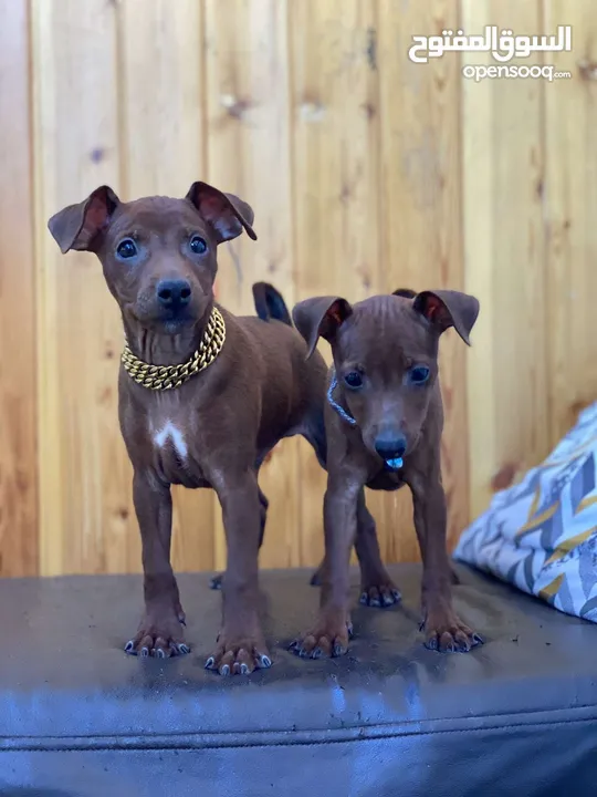 “للذوّاق فقط – Mini Pinscher بيور راقٍ ونادر