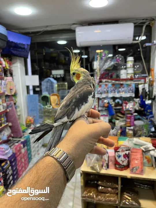 كوكتيل اليف فحل عليه عرض