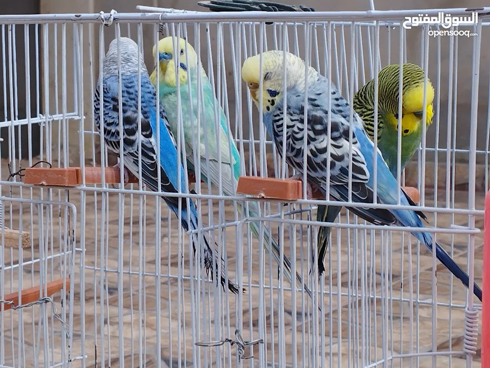 عصافير بقلينو للبيع او الاستبدال بدجاج عربي .