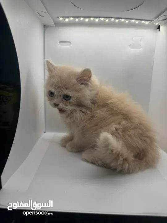 Adorable Scottish long hair Kittens!