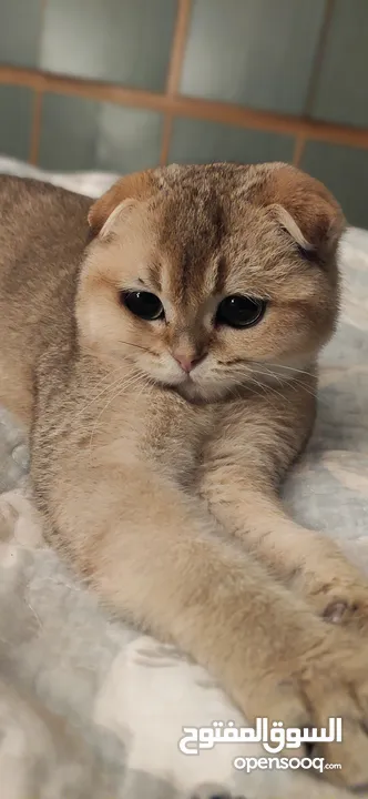 Scottish fold