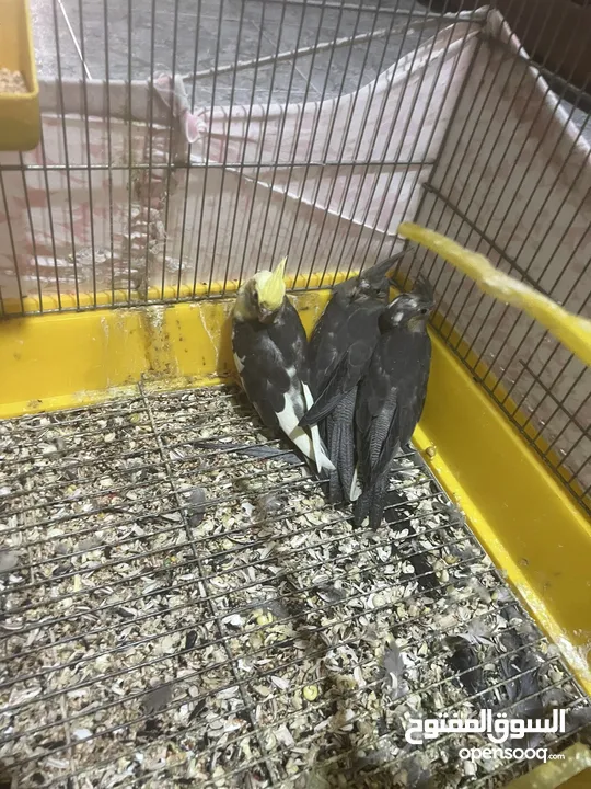 طيور كوكتيل للبيع