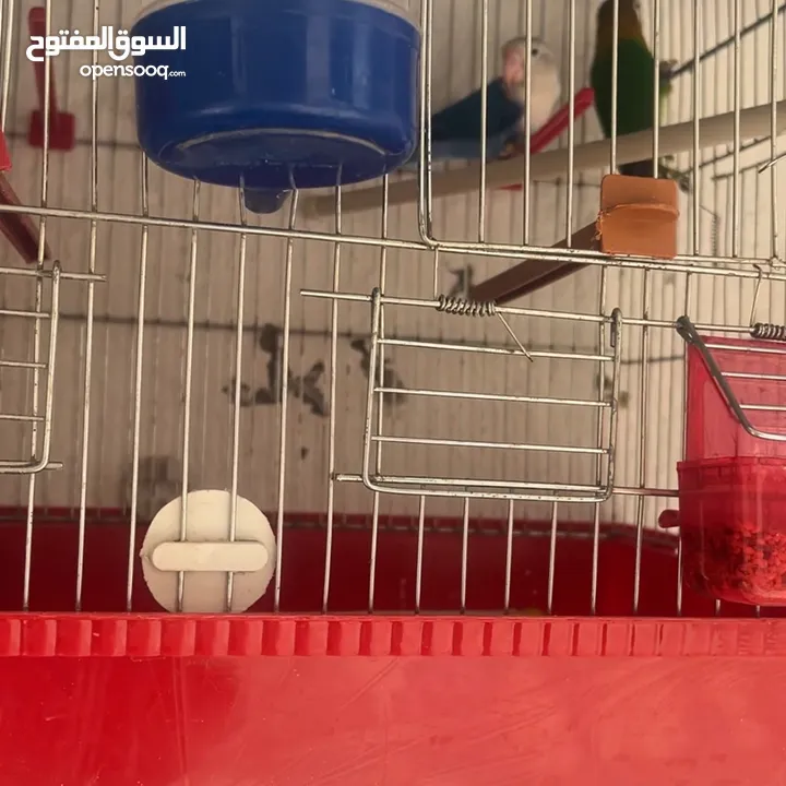 طيور للبيع مع قفص