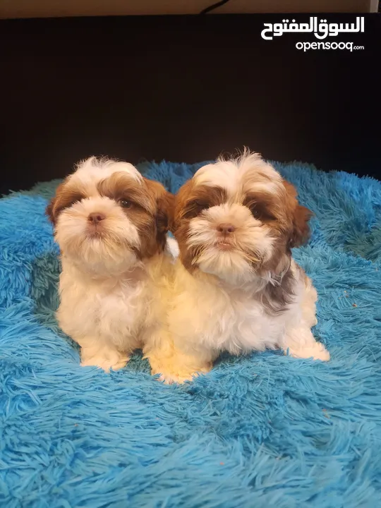 50 Days, Red nosed Pure Shihtzu puppies