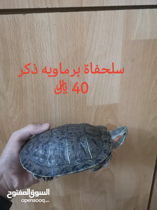 للبيع سلاحف برمائيه ذكر و أنثى الاثنين 80ریال