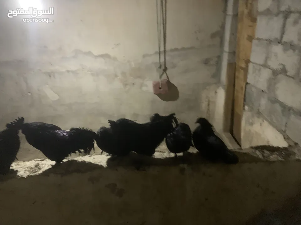 ديوك لمبرجيني و صيصان صحة و نظافة  بلدي للبيع