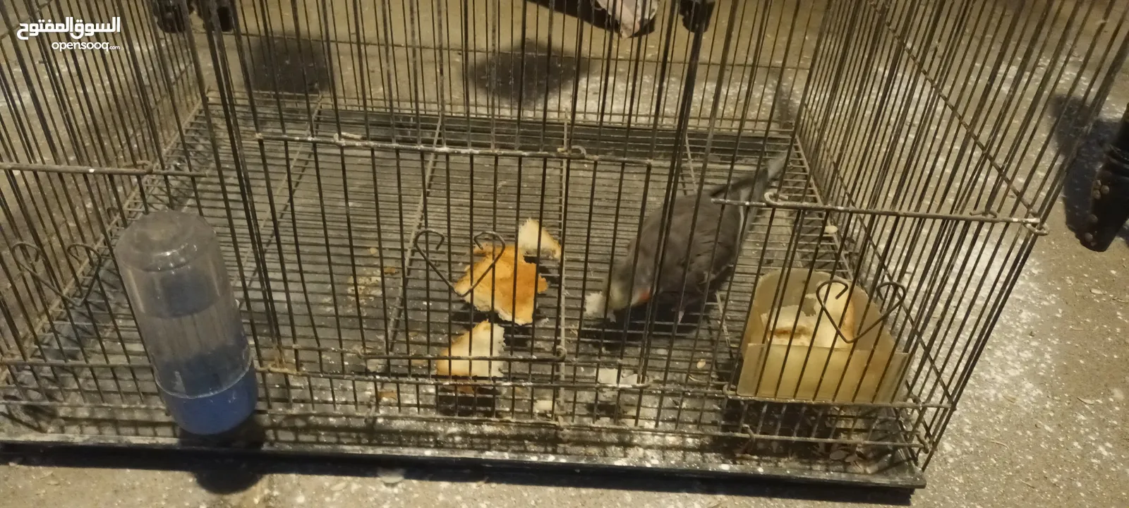 للبيع طير واحد للانتاج المواصفات في الوصف