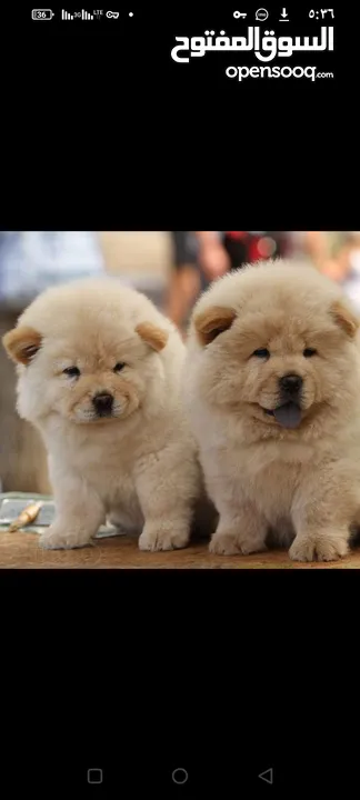 Chinese Chow Chow puppies are now available. Male and female, white in color. Known for their intel