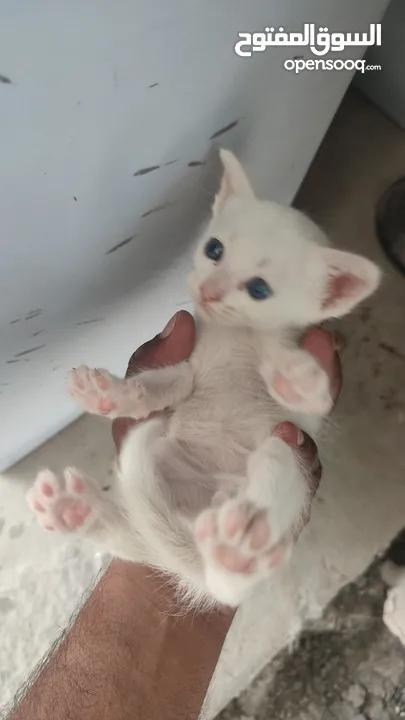 kitten 1month aged
