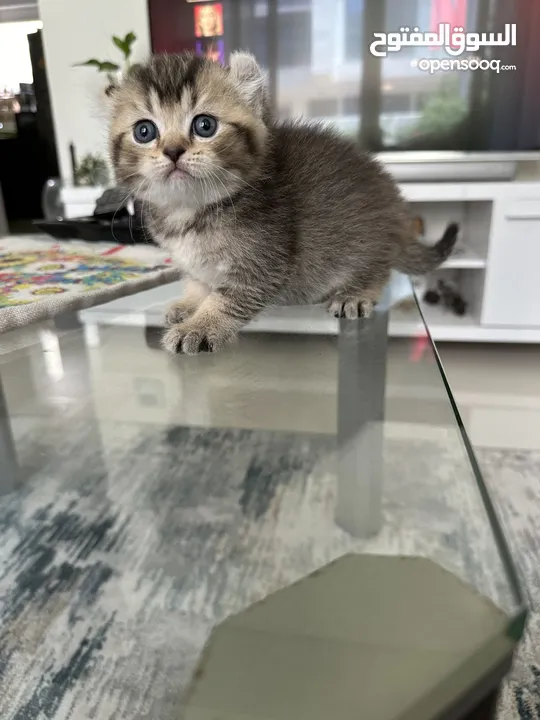 American curl golden and silver