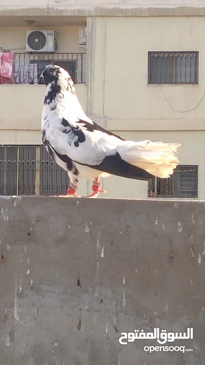 5طايرات في جبل التاج