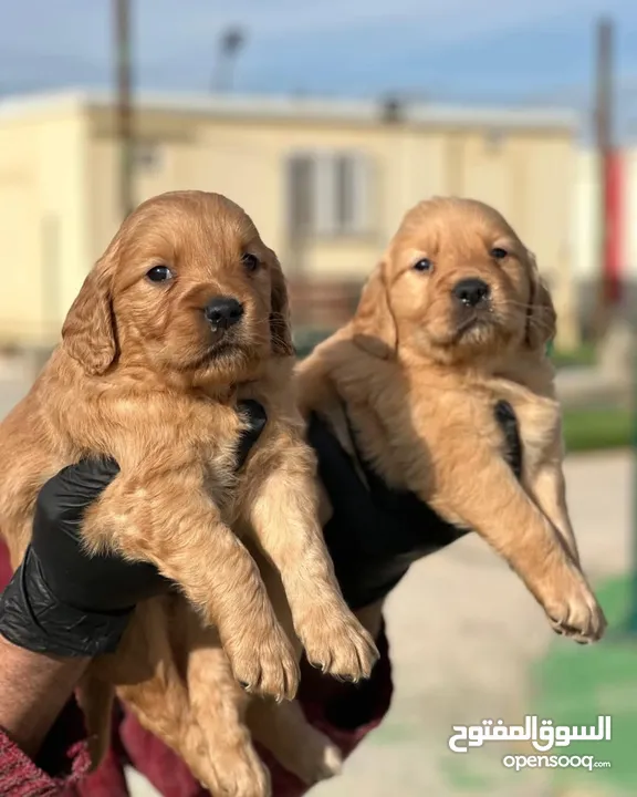 جولدن Golden retriever