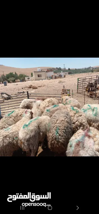 عروض اضاخي بسعر مغري