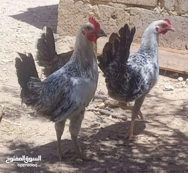 مطلوب دجاج بلدي