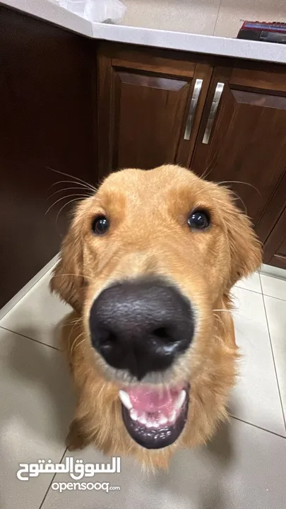 Golden retriever for sale