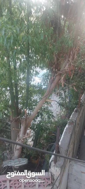 شقة للايجار