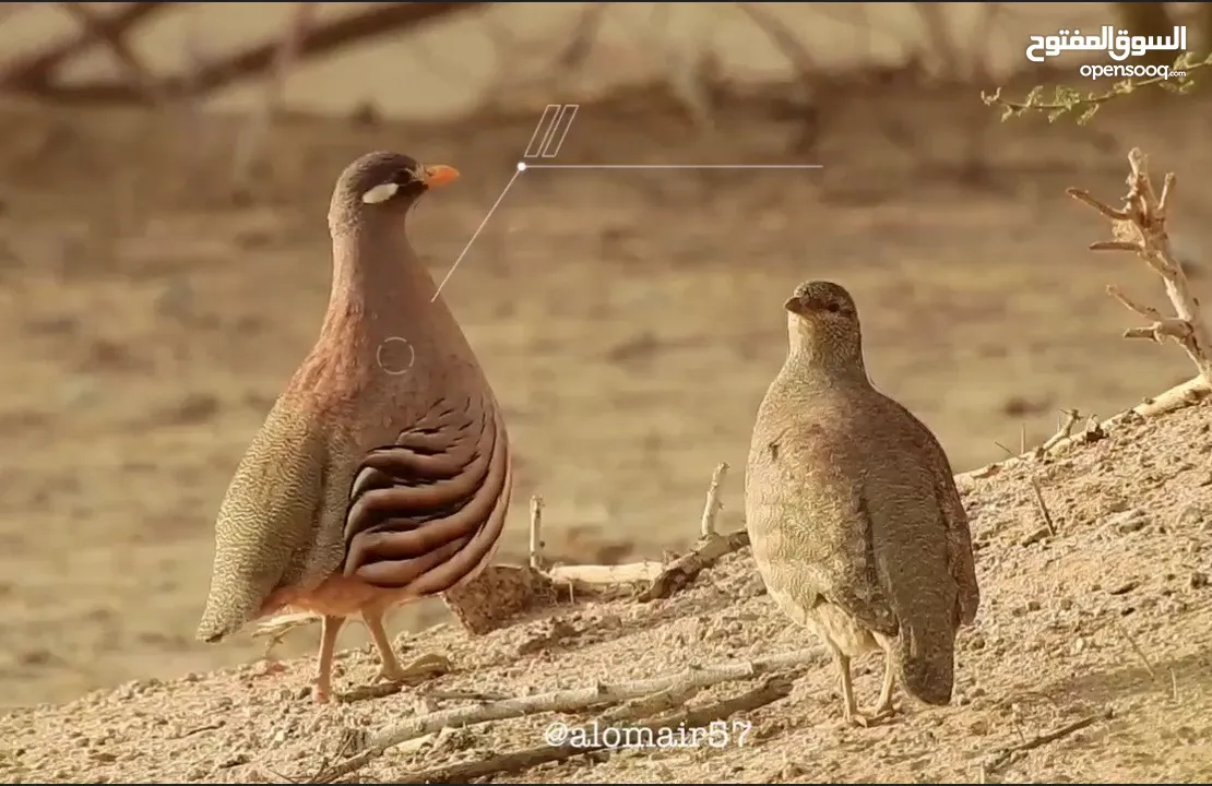 زوج صبا اليف ومن الانتاج طيور جميله ما شاء الله باقي زوج واحد فقط