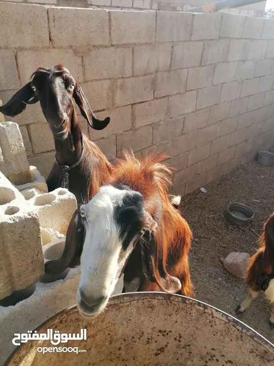 ماعز بلدي للبيع