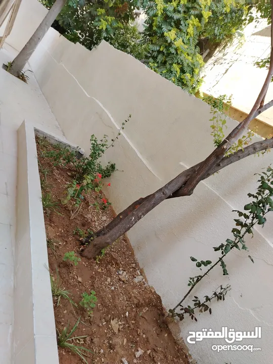 شقه للايجار