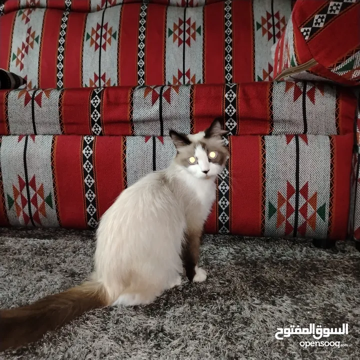 قطه رادغول للبيع