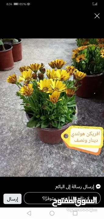 بعد إذن الإدارة  متوفر لدينا شجر زنزلخت الشماسي إيطالي أنثى ارتفاع من 180 سم إلى 250 سم سعر الشجره 6